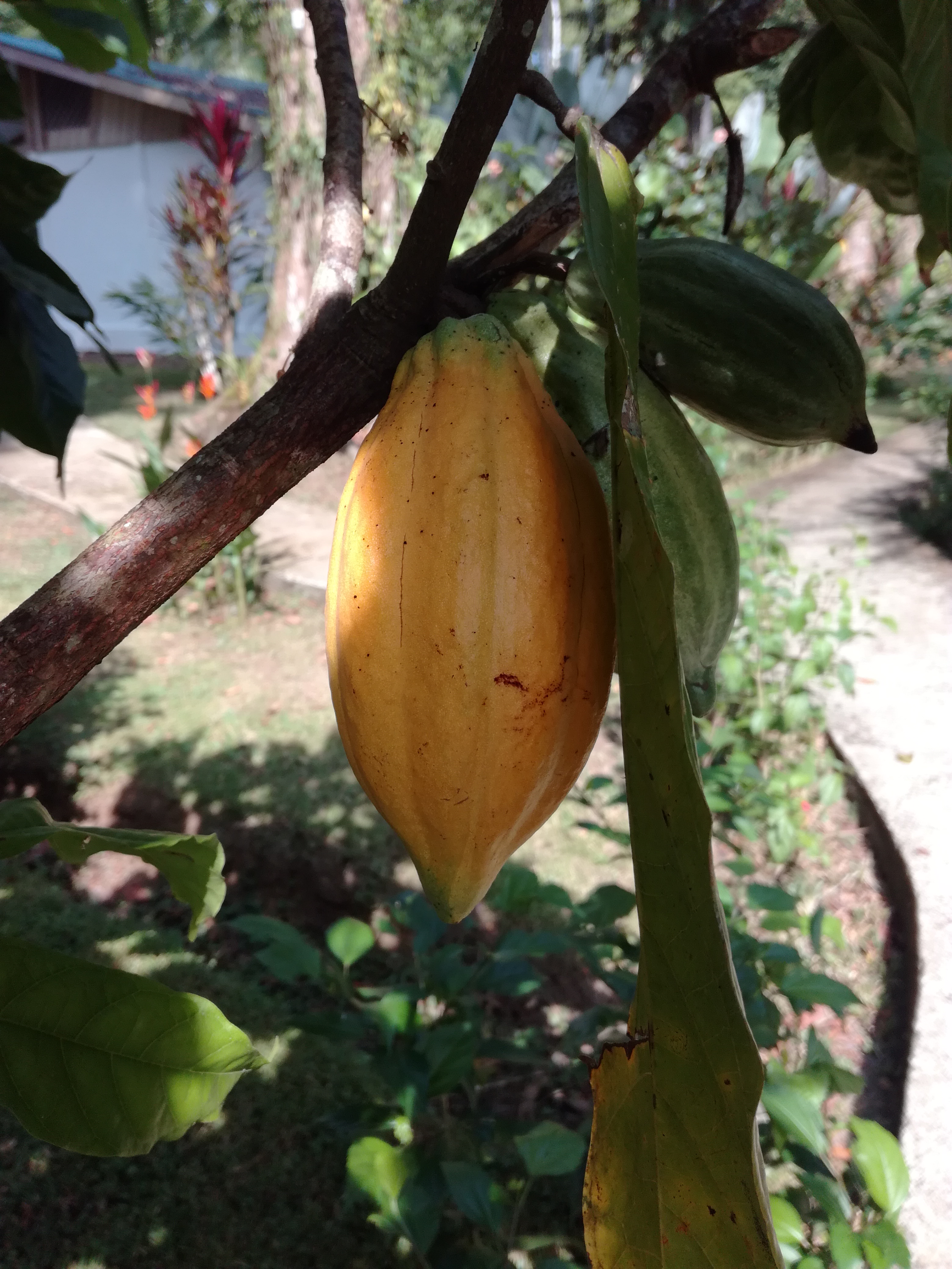 costa rica, cahuita, cacao